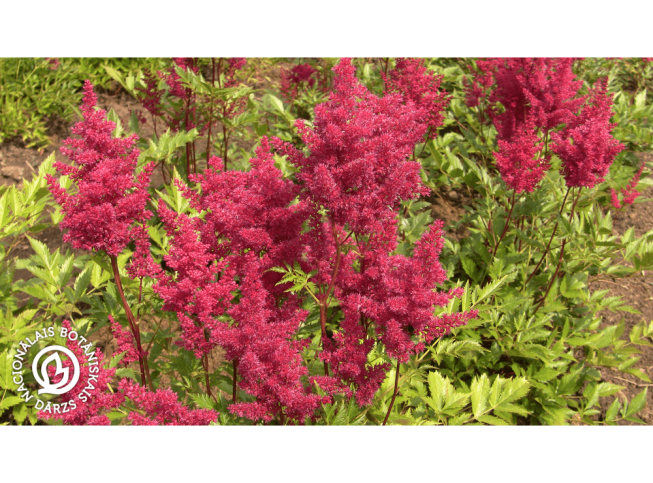 Astilbe japonica   'Vesuvius'